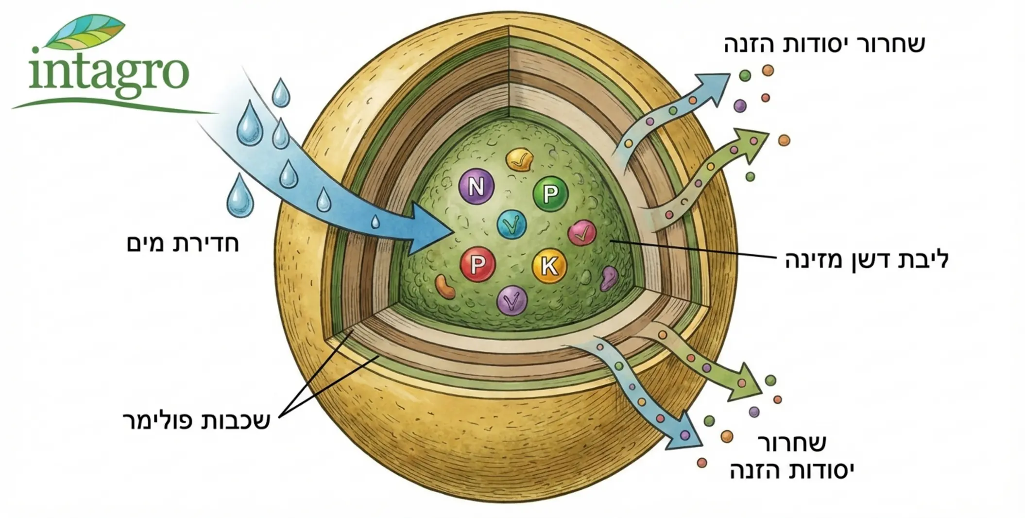 איור חתך של גרגר דשן מצופה המראה את הליבה המזינה ואת שכבות הפולימר החיצוניות המאפשרות חדירת מים ושחרור יסודות