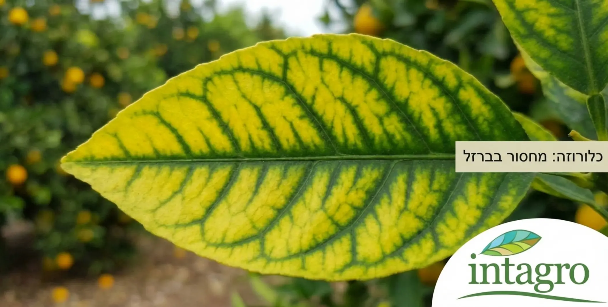 תמונה ברורה בתקריב של עלה הדרים או ורד המציג כלורוזה קלאסית: הרקמה בין העורקים צהובה לחלוטין, אך העורקים עצמם נשארו ירוקים כהים בולטים, ליצירת מראה רשת.