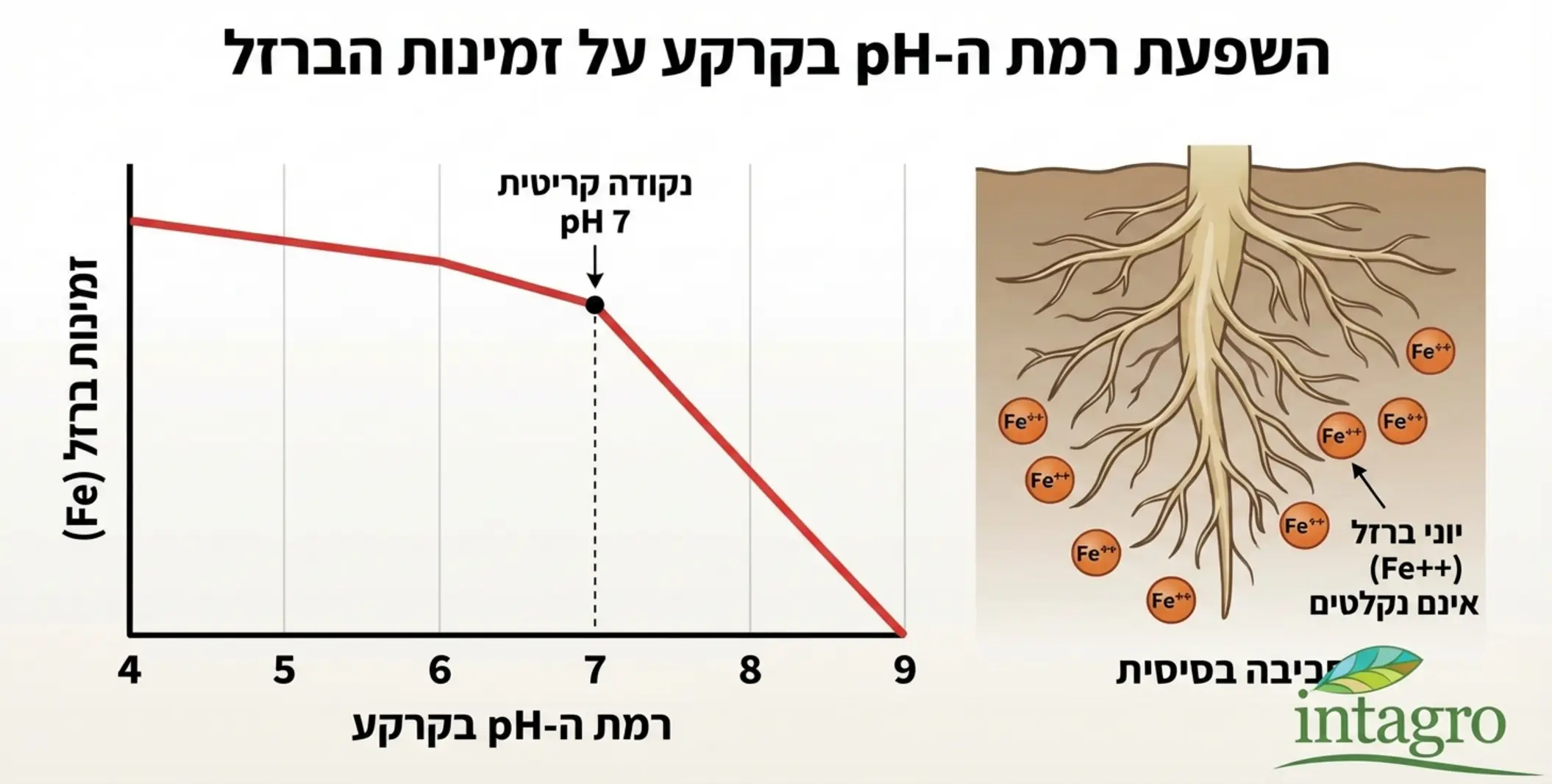 אינפוגרפיקה המציגה גרף של רמת ה-pH בקרקע מ-4 עד 9, ומראה כיצד זמינות הברזל יורדת בחדות ככל שה-pH עולה מעל 7, עם איור של שורש צמח המתקשה לקלוט יוני ברזל בסביבה בסיסית.