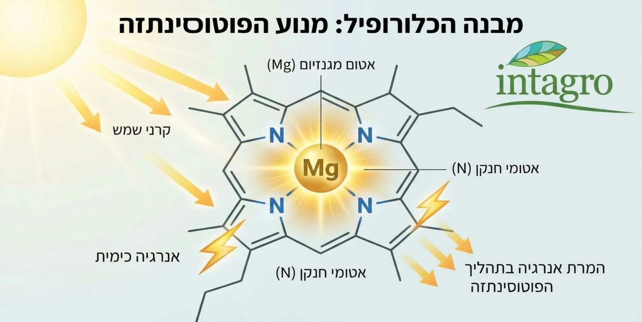 אינפוגרפיקה מקצועית המציגה את המבנה הכימי של מולקולת הכלורופיל. במרכז המולקולה מודגש אטום המגנזיום בצבע זוהר, ומסביבו אטומי חנקן המחזיקים אותו, עם חצים המראים כיצד קרני שמש פוגעות במולקולה והופכות לאנרגיה בתהליך הפוטוסינתזה.