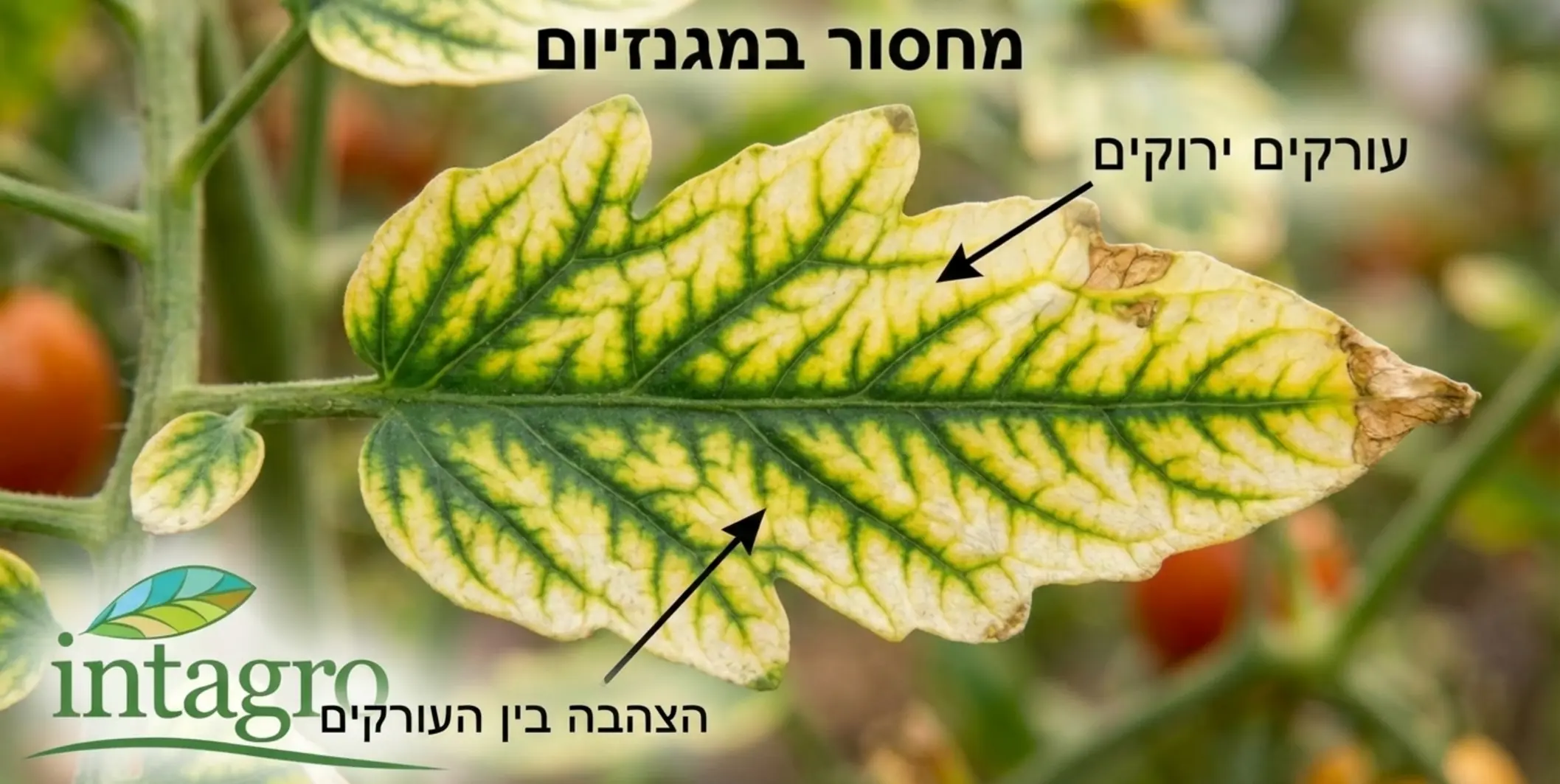 תצלום תקריב איכותי של עלה עגבנייה בוגר המציג סימנים קלאסיים של מחסור במגנזיום. העורקים המרכזיים של העלה צבועים בירוק כהה ועמוק, בעוד שכל אזור רקמת העלה שבין העורקים צבוע בצהוב בוהק עד לבן.