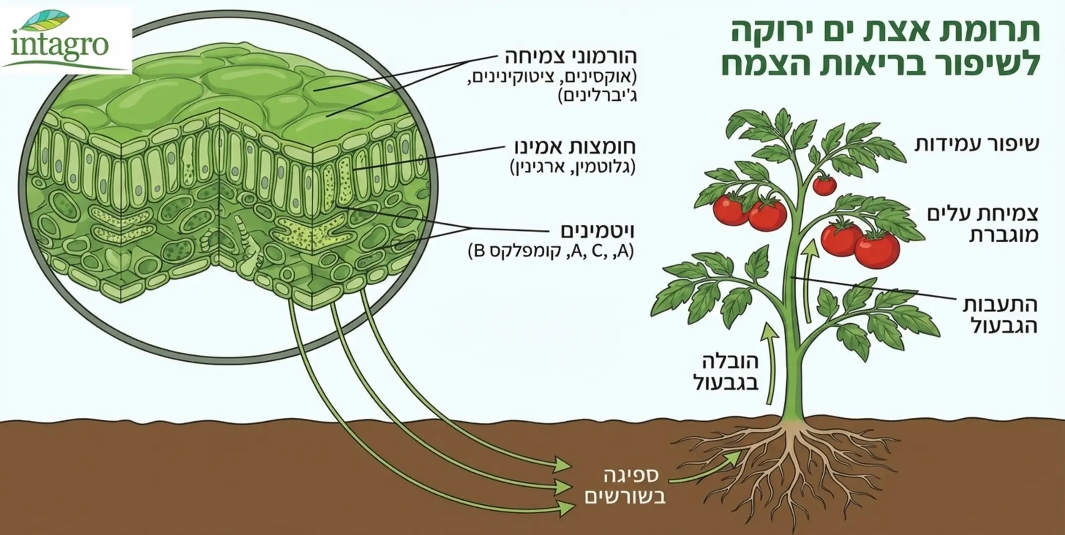 אינפוגרפיקה מפורטת המציגה חתך של אצת ים ירוקה, עם קווים היוצאים מתוכה ומצביעים על המרכיבים הפעילים בתוכה כמו הורמוני צמיחה, חומצות אמינו וויטמינים. בחלק התחתון של האינפוגרפיקה מופיע ציור של צמח אדמה שבו חצים מראים כיצד אותם חומרים פעילים נספגים במערכת השורשים ומחזקים את הגבעול והעלים
