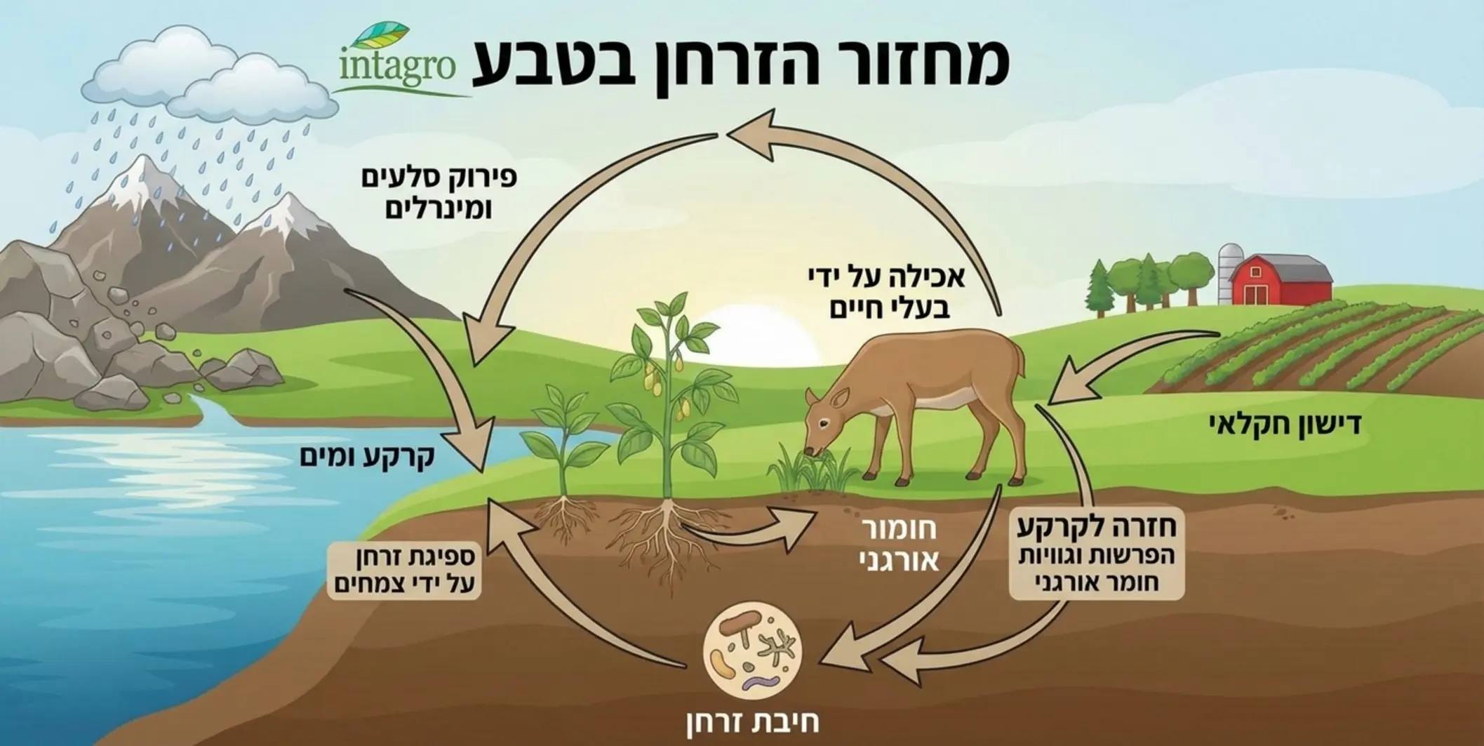 אינפוגרפיקה המציגה את מחזור הזרחן בטבע: פירוק סלעים, ספיגה על ידי צמחים, אכילה על ידי בעלי חיים, והחזרה לקרקע דרך חומר אורגני ודשנים