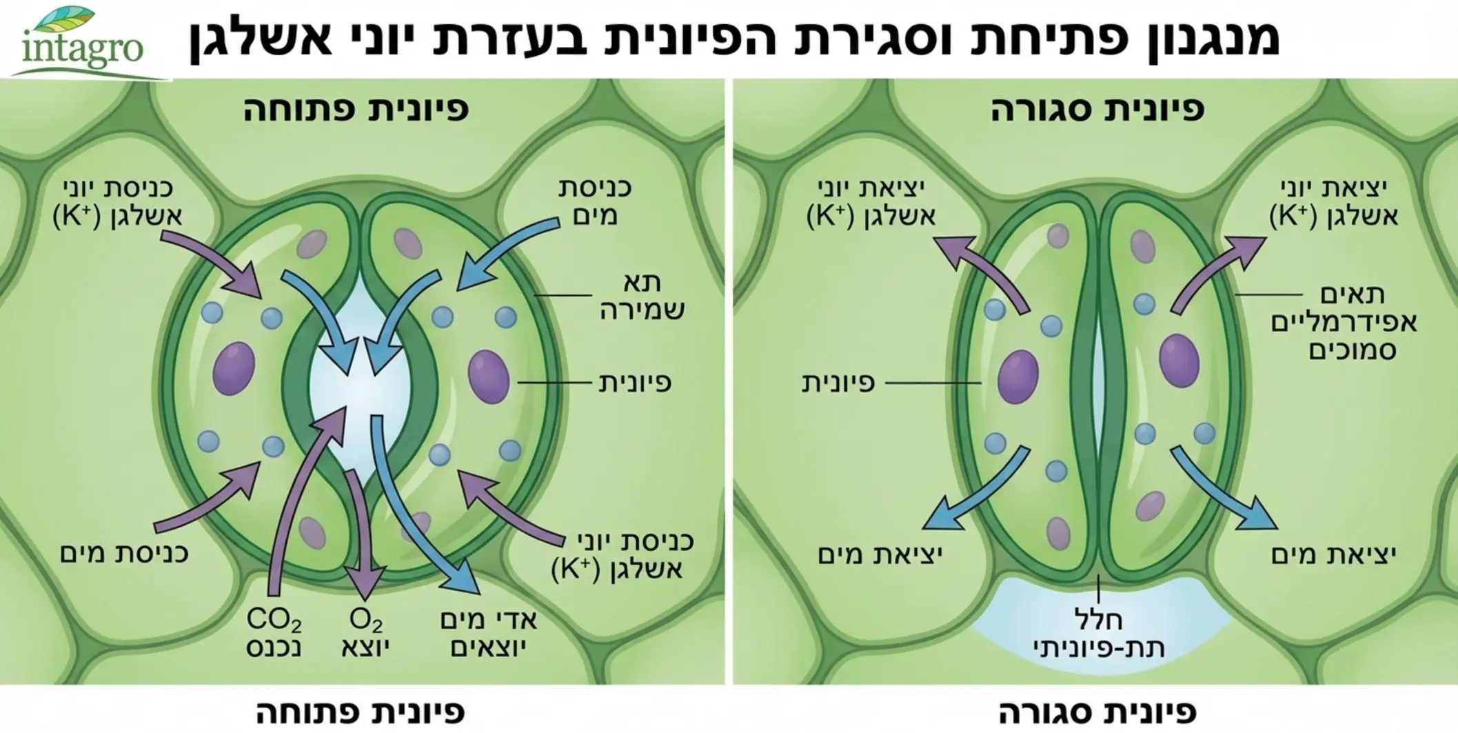 אינפוגרפיקה מדעית המציגה חתך מיקרוסקופי של עלה, עם חצים הממחישים כיצד יוני אשלגן נכנסים ויוצאים מתאי השמירה, וכיצד תנועה זו גורמת לפתיחה וסגירה של הפיונית למעבר גזים