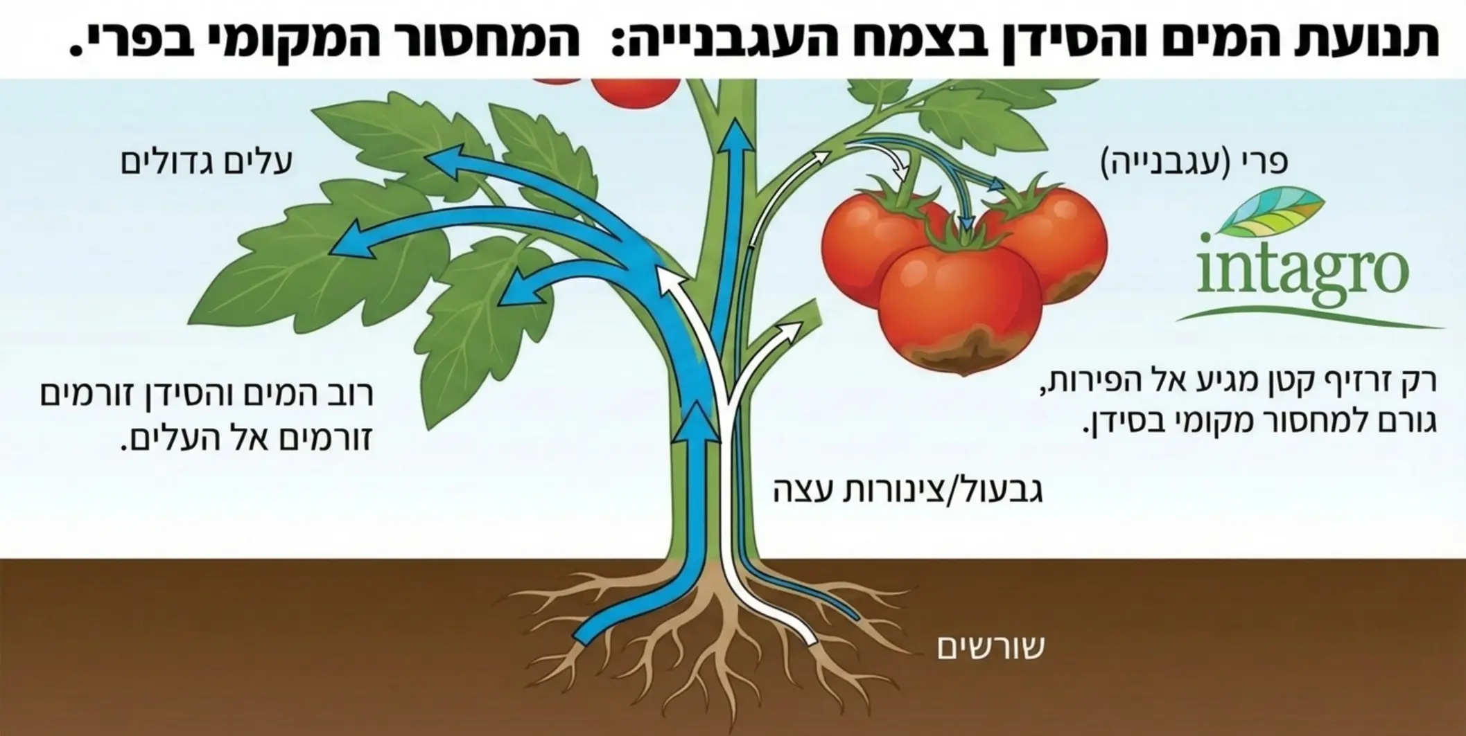 אינפוגרפיקה מקצועית המדגימה את תנועת המים והסידן בתוך צמח העגבנייה מהשורשים דרך צינורות העצה. האינפוגרפיקה צריכה להראות באמצעות חיצים כחולים ולבנים כיצד רוב המים והסידן זורמים אל העלים הגדולים, בעוד שרק זרזיף קטן מצליח להגיע אל הפירות, מה שמסביר את המחסור המקומי בפרי.