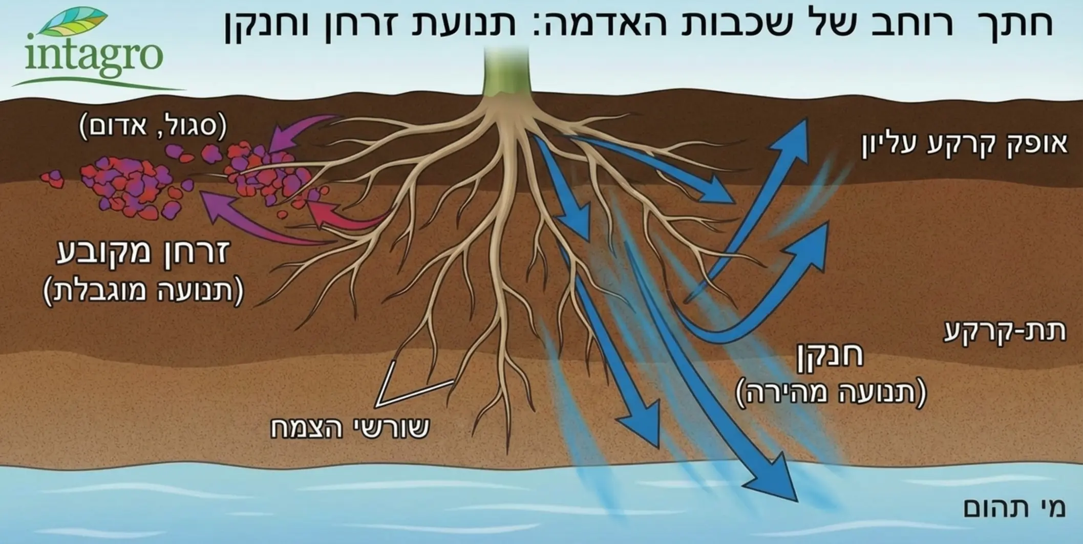 איור חתך רוחב של שכבות האדמה המדגים את תנועת הזרחן המוגבלת לעומת תנועת החנקן המהירה, כאשר שורשי הצמח מנסים להגיע למצבורי הזרחן המקובעים