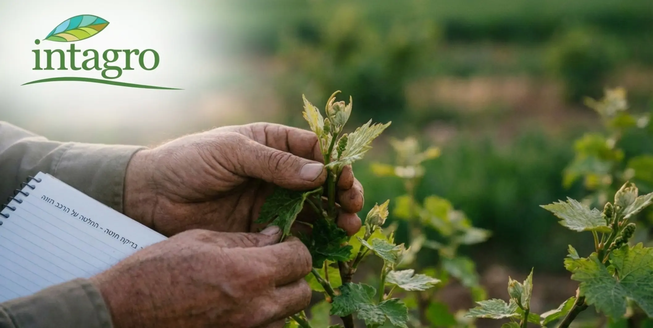 תצלום תקריב איכותי של שדה חקלאי בשלב החנטה והפריחה המראה ידיים של חקלאי בוחנות בעדינות את עלי הצמח ואת הניצנים הראשונים כדי לקבל החלטה על שינוי הרכב ההזנה