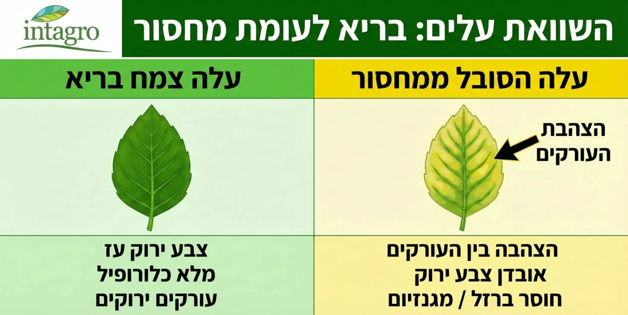 טבלה גרפית צבעונית המציגה עלה צמח בריא לעומת עלה הסובל ממחסור בברזל או מגנזיום, עם הדגשה על הצהבת העורקים ואובדן הצבע הירוק