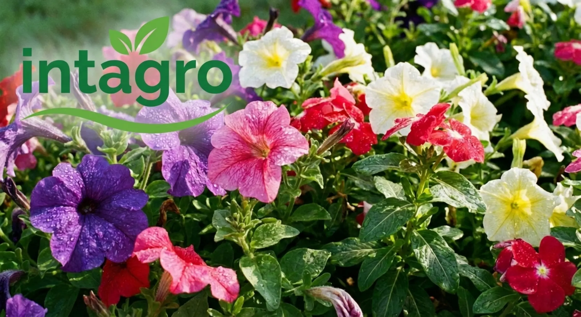 תמונה מקריבה של פרחי פטוניה ווינקה בשלל צבעים בגינה מטופחת, עם דגש על צבעי עלי הכותרת הבוהקים וטיפות טל עדינות על העלים הירוקים