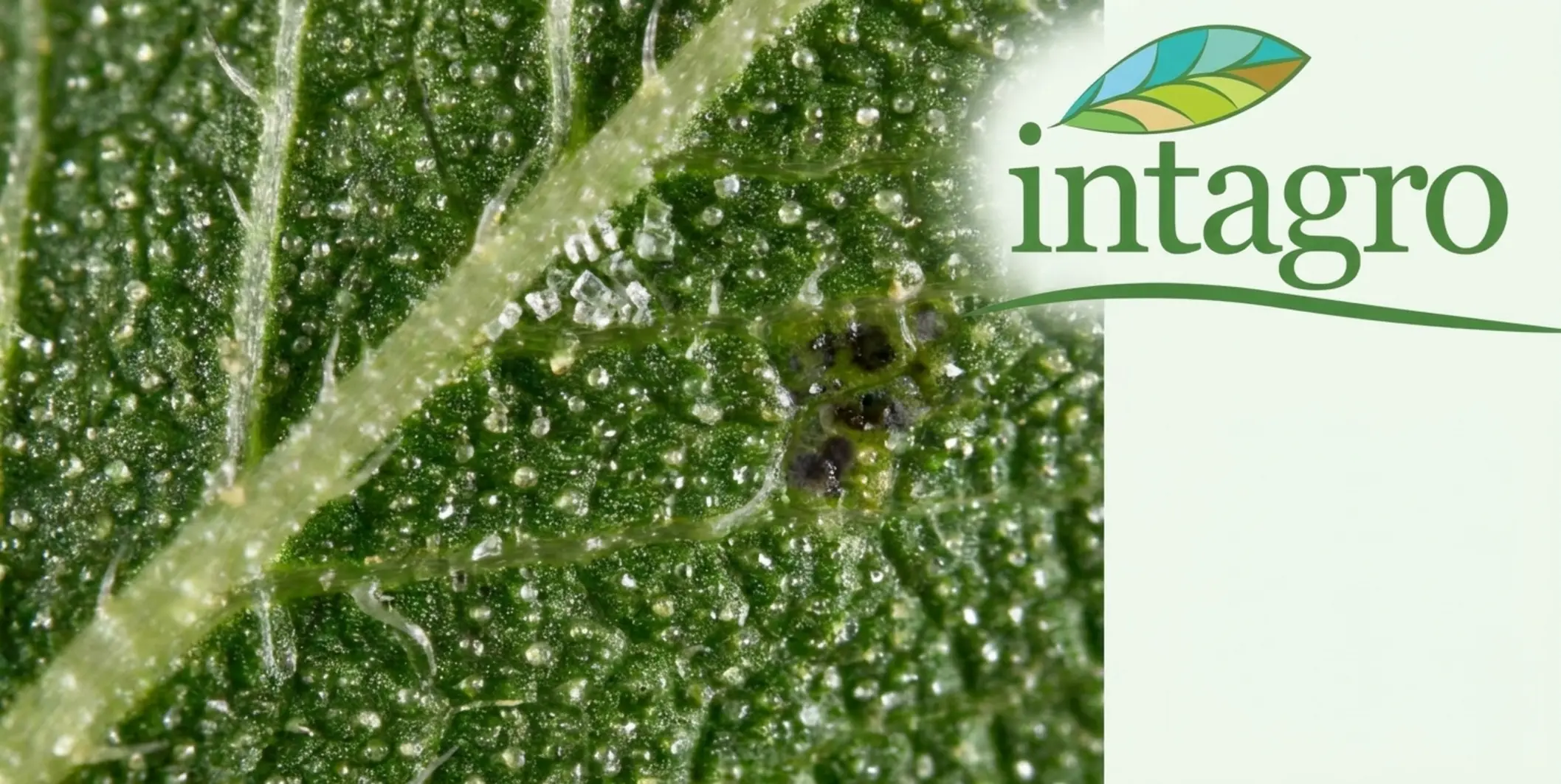 צילום תקריב של עלה מרווה המציג את בלוטות השמן הזעירות על פני השטח, עם חצים המצביעים על אזורי אגירת המינרלים