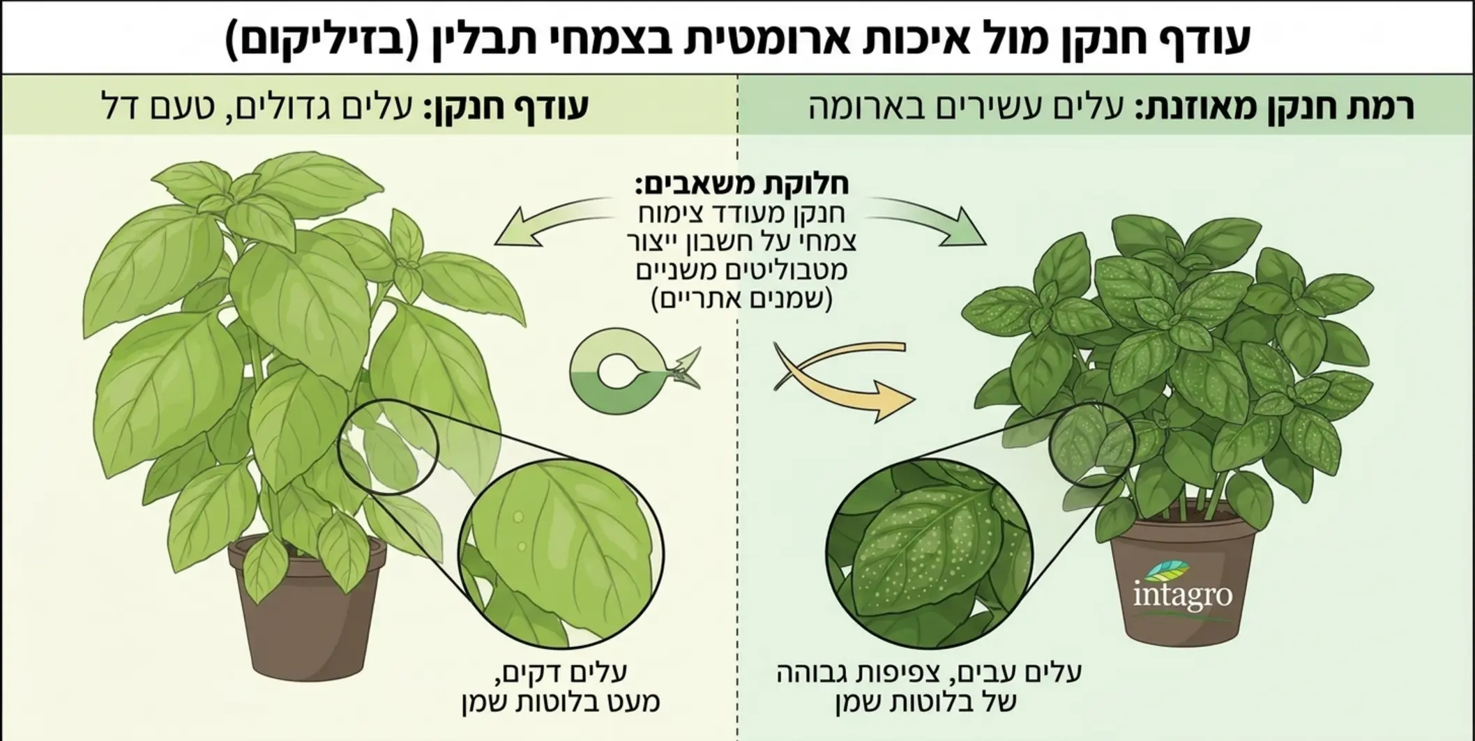 אינפוגרפיקה המציגה כיצד עודף חנקן גורם לצימוח עלים גדולים ודקים על חשבון ייצור בלוטות שמן אתרי בצמח תבלין, כולל השוואה ויזואלית של עלי בזיליקום חסרי טעם מול עלי בזיליקום עשירים בארומה