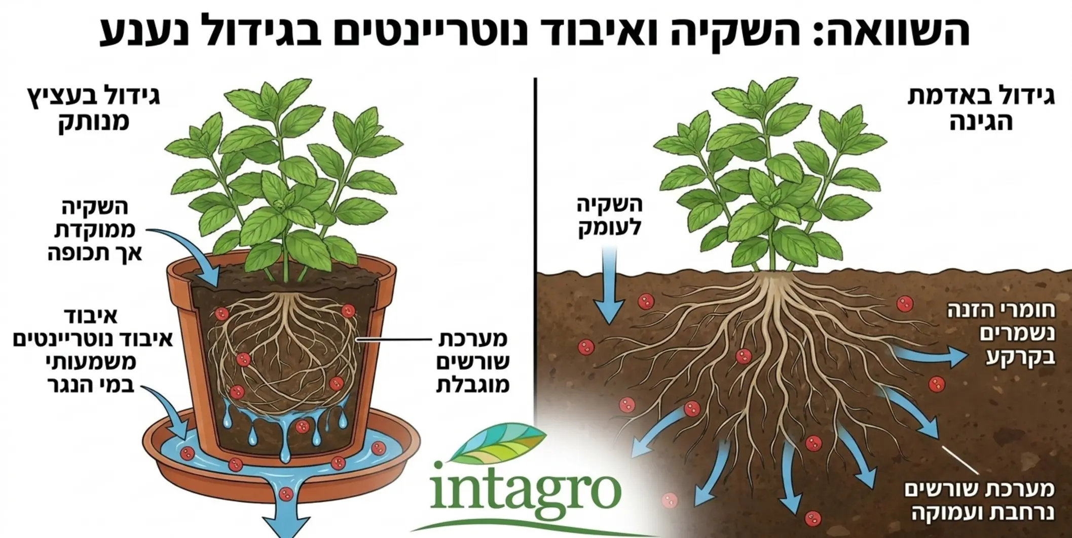 איור חתך המדגים את ההבדלים בהשקיה ואיבוד חומרי הזנה בין גידול נענע בעציץ מנותק מצע לבין גידול באדמת הגינה, תוך הדגשת מערכת השורשים