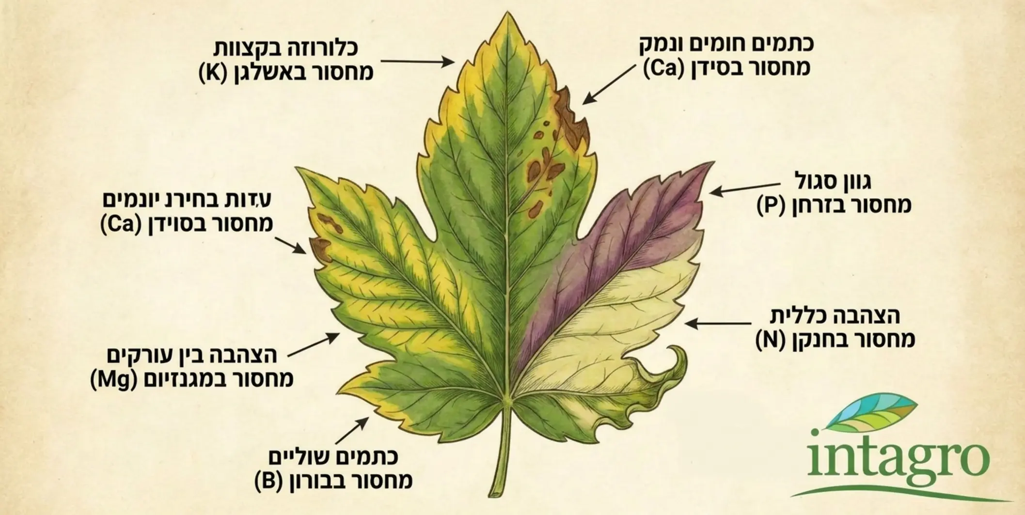 תרשים צבעוני המציג עלה של צמח עם סימני חוסר תזונתי שונים, תוך ציון איזה יסוד חסר גורם לכל תסמין כמו הצהבה, השחמה או עיוות שוליים