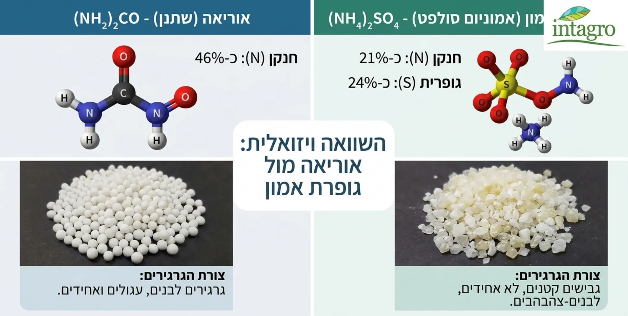 אינפוגרפיקה מקצועית המציגה השוואה ויזואלית בין מולקולת אוריאה למולקולת גופרת אמון כולל אחוזי חנקן וגופרית בכל תרכובת בתוספת איור של צורת הגרגירים במציאות