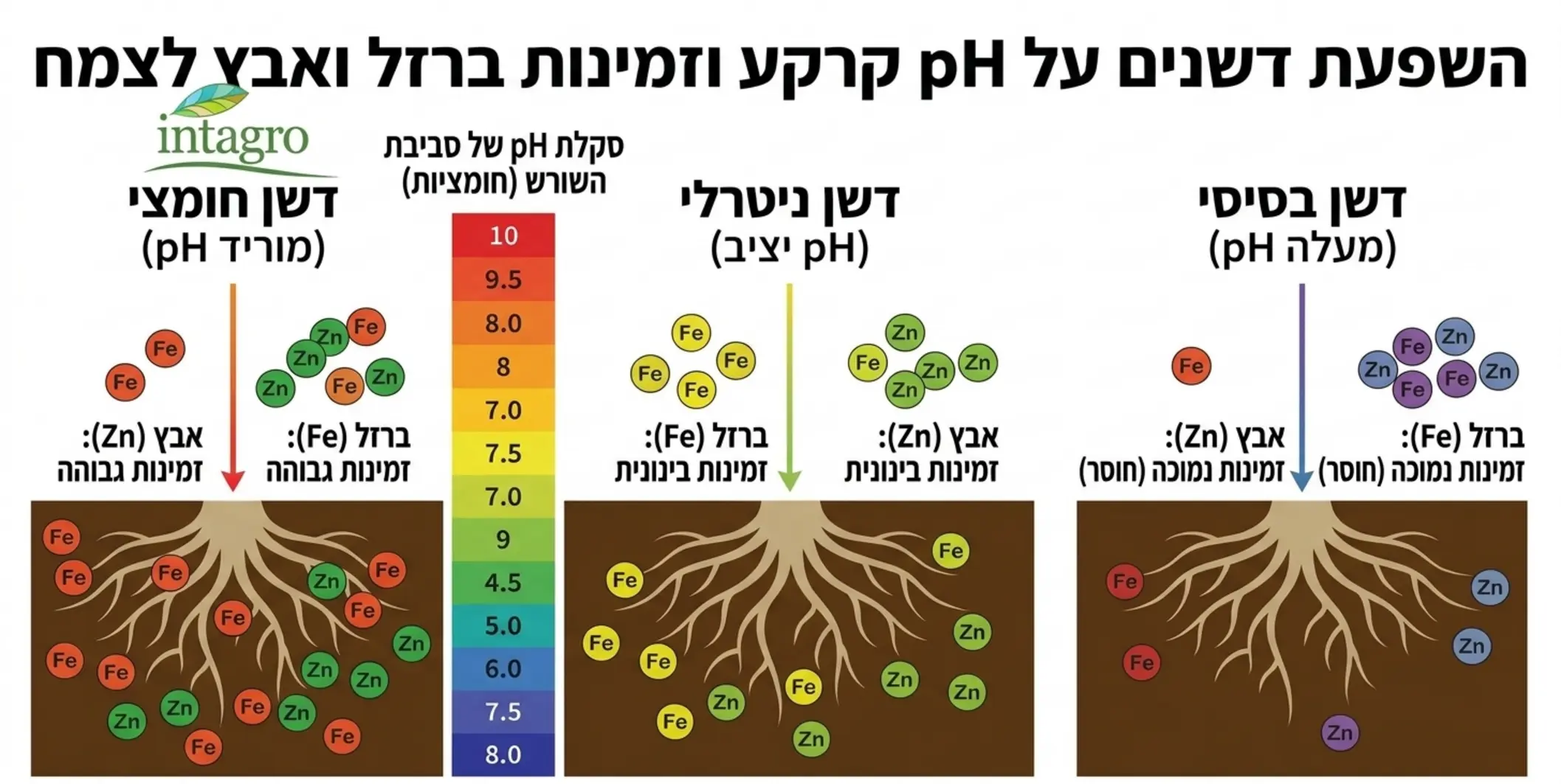 סקלה צבעונית של רמות חומציות המראה כיצד כל סוג דשן משפיע על סביבת השורש ומשנה את זמינות הברזל והאבץ לצמח