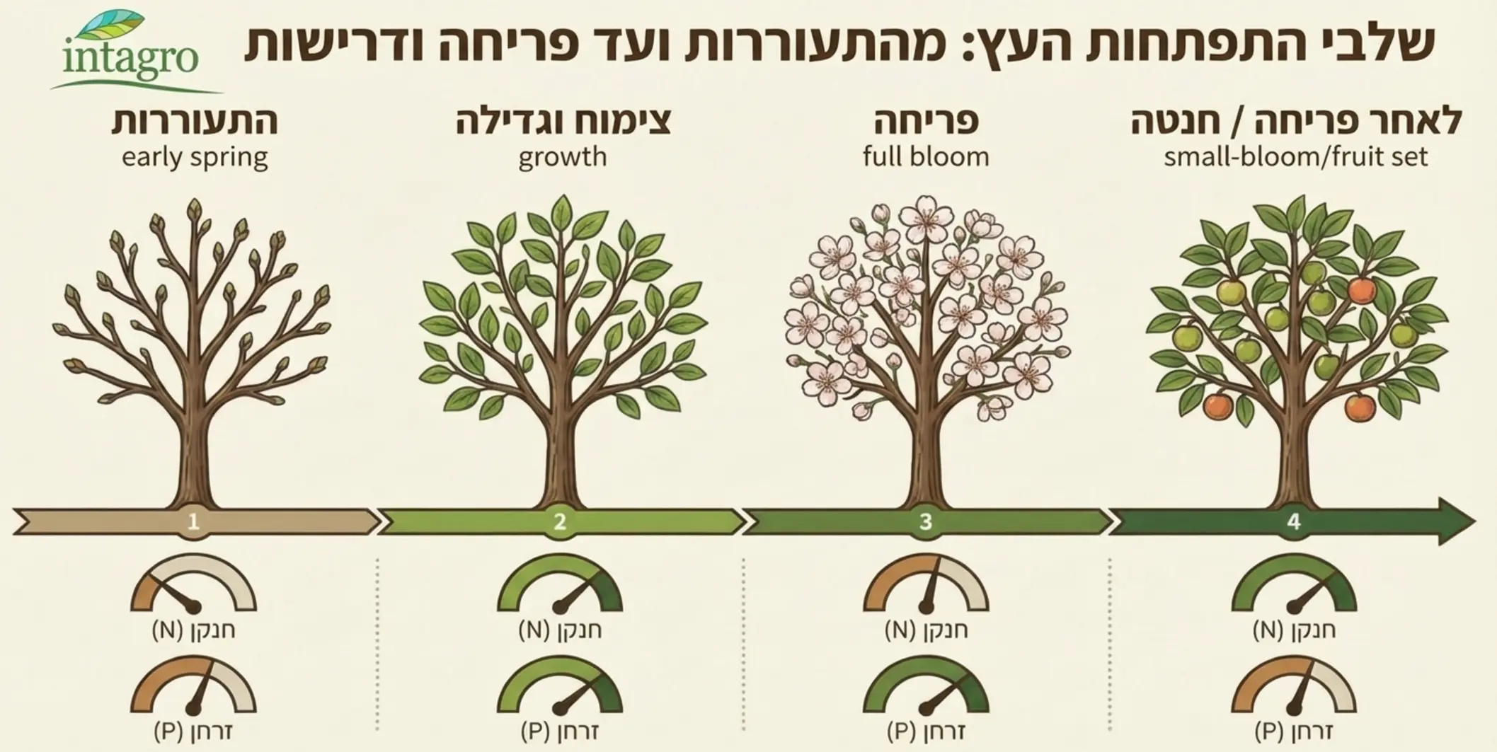 אינפוגרפיקה מקצועית המציגה את שלבי התפתחות העץ מהתעוררות ועד פריחה, כולל דרישות החנקן והזרחן בכל שלב