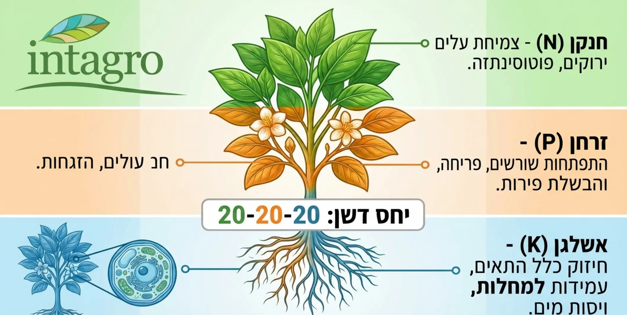 אינפוגרפיקה מקצועית המציגה צמח בריא ומחולקת לשלושה חלקים, כאשר כל צבע וקו מצביע על אזור אחר בצמח שמושפע מיסודות החנקן בעלים, הזרחן בשורשים והאשלגן בכלל התאים, עם כיתוב ברור של המספרים 20 20 20