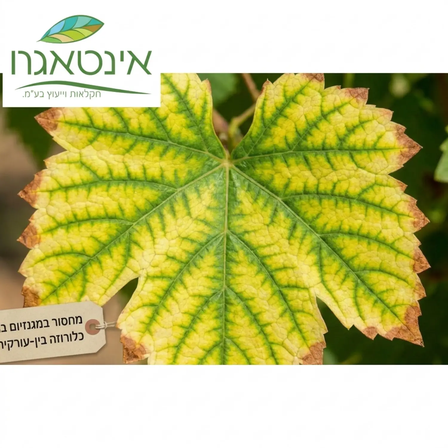 תמונת תקריב של עלה גפן הסובל ממחסור במגנזיום המציגה הצהבה ברורה בין עורקי העלה בעוד העורקים עצמם נשארים ירוקים