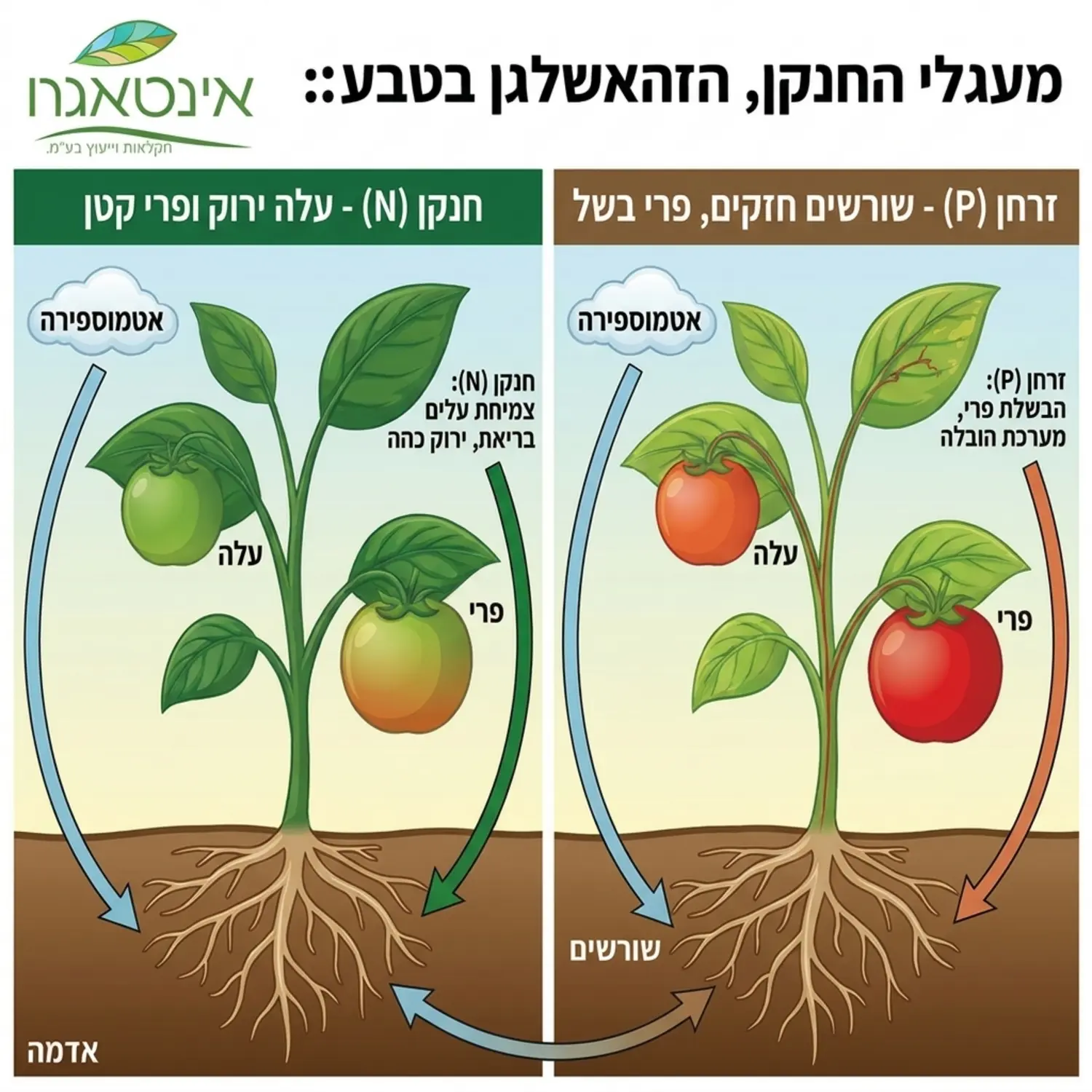 אינפוגרפיקה המדגימה את מעגל החנקן הזרחן והאשלגן בטבע כיצד הם נקלטים בשורשי הצמח ומשפיעים על התפתחות הפרי והעלה