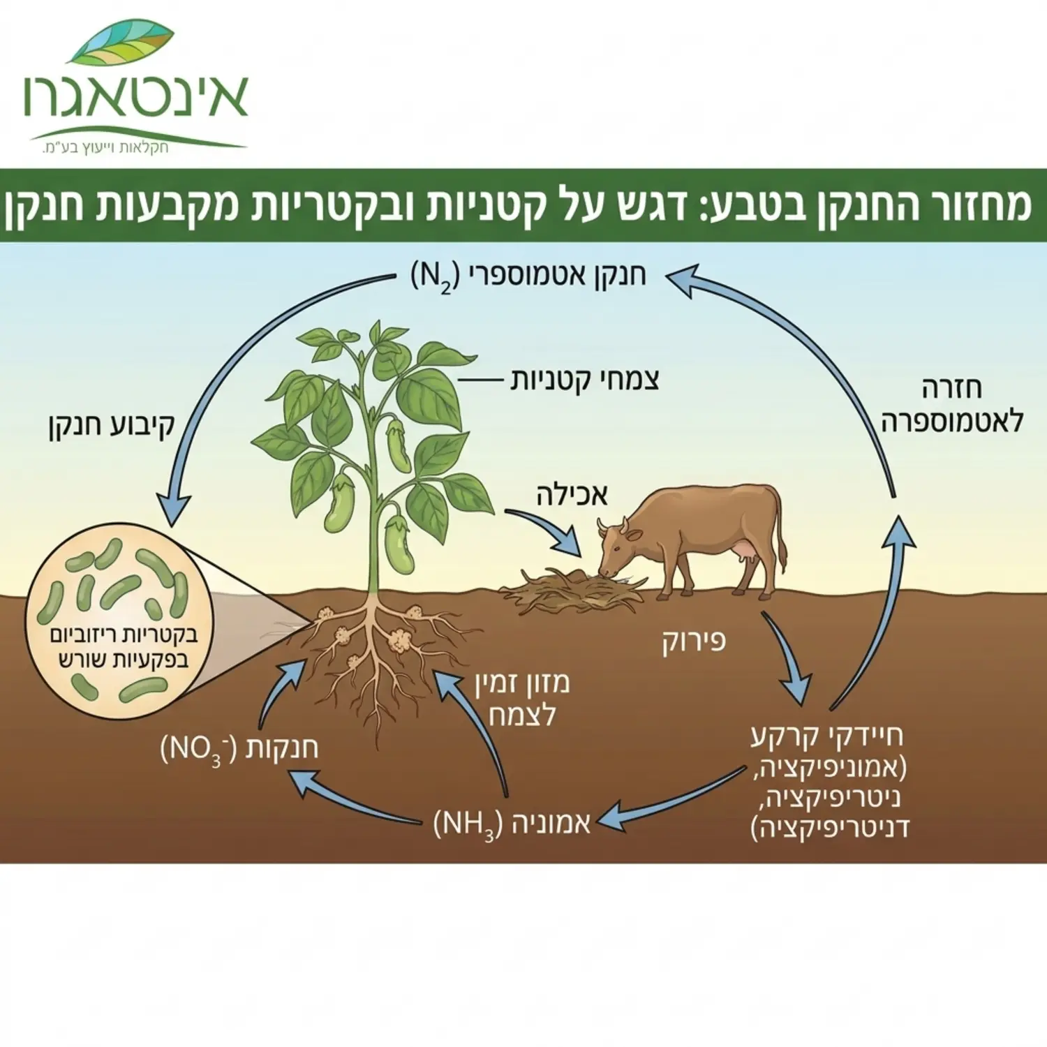 אינפוגרפיקה המציגה את מחזור החנקן בטבע תוך דגש על צמחי קטניות והבקטריות בשורשים שלהם הקולטות חנקן אטמוספרי מהאוויר וממירות אותו למזון זמין לצמח
