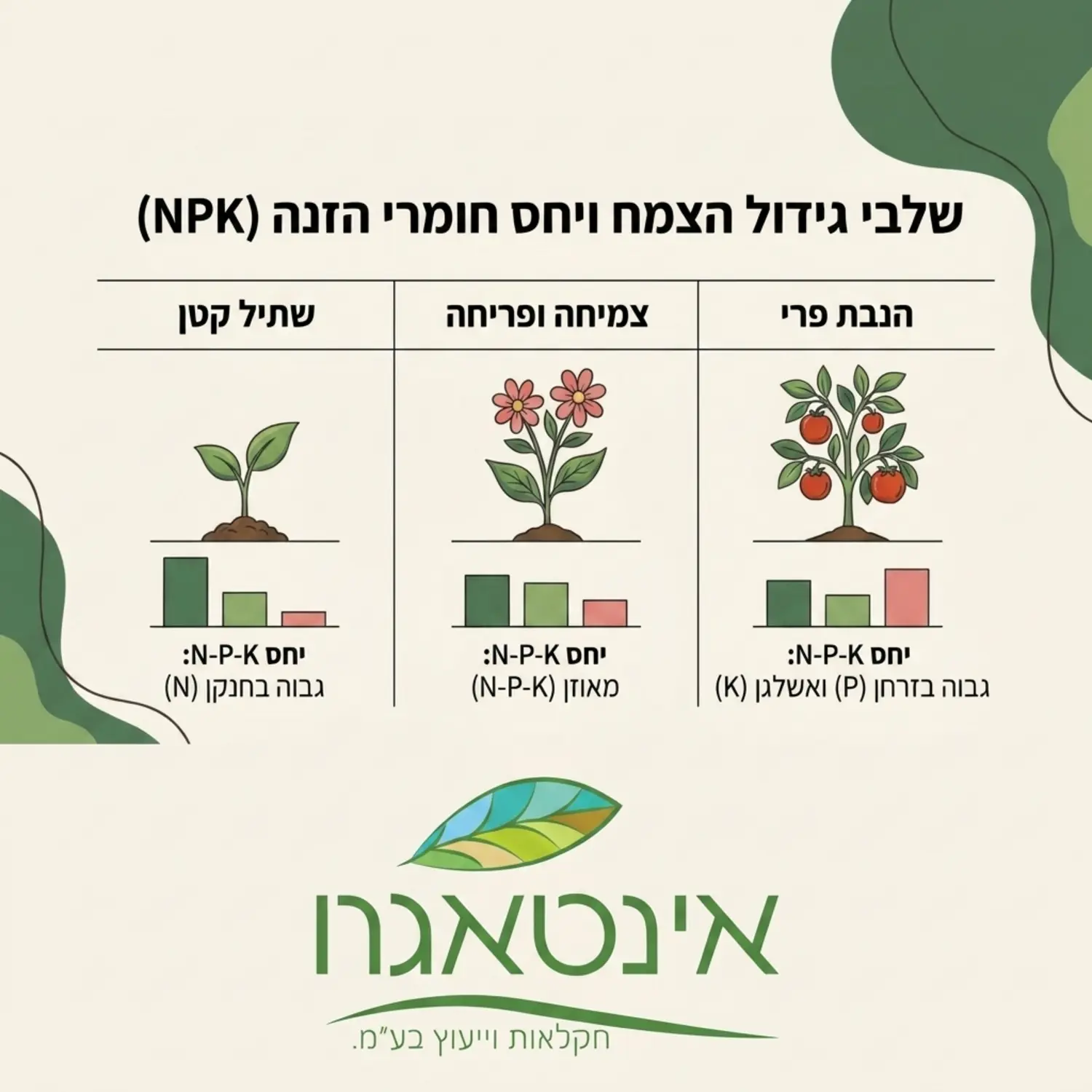 טבלה גרפית מעוצבת המציגה את שלושת שלבי הגידול המרכזיים של הצמח והיחס האידיאלי של חנקן זרחן ואשלגן בכל שלב מלווה באיורים של שתיל קטן צמח פורח וצמח מניב פרי