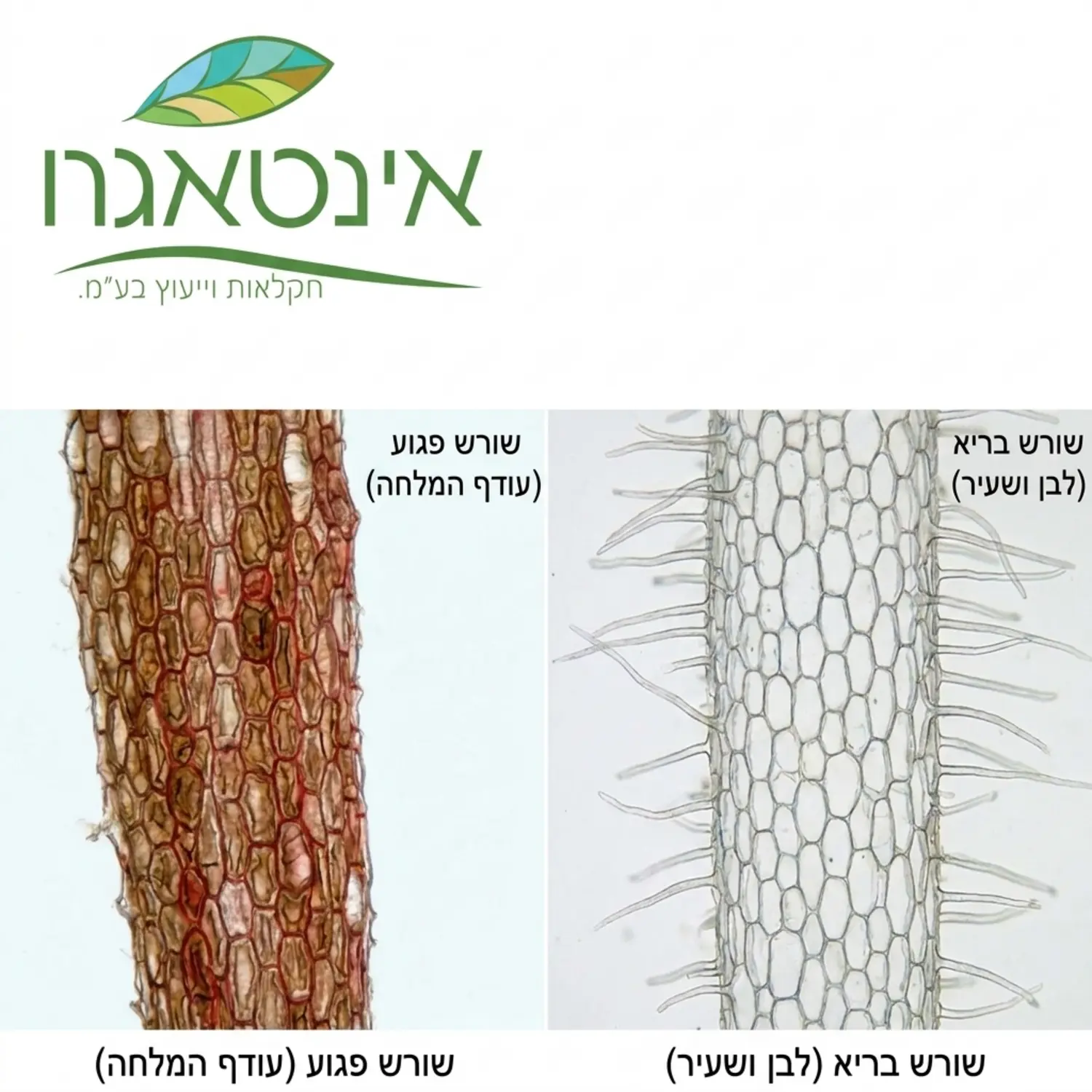 צילום תקריב דרך מיקרוסקופ המציג חתך של שורש ייחור צעיר שנפגע מעודף המלחה כתוצאה מהזנה מוקדמת מדי לעומת שורש בריא לבן ושעיר