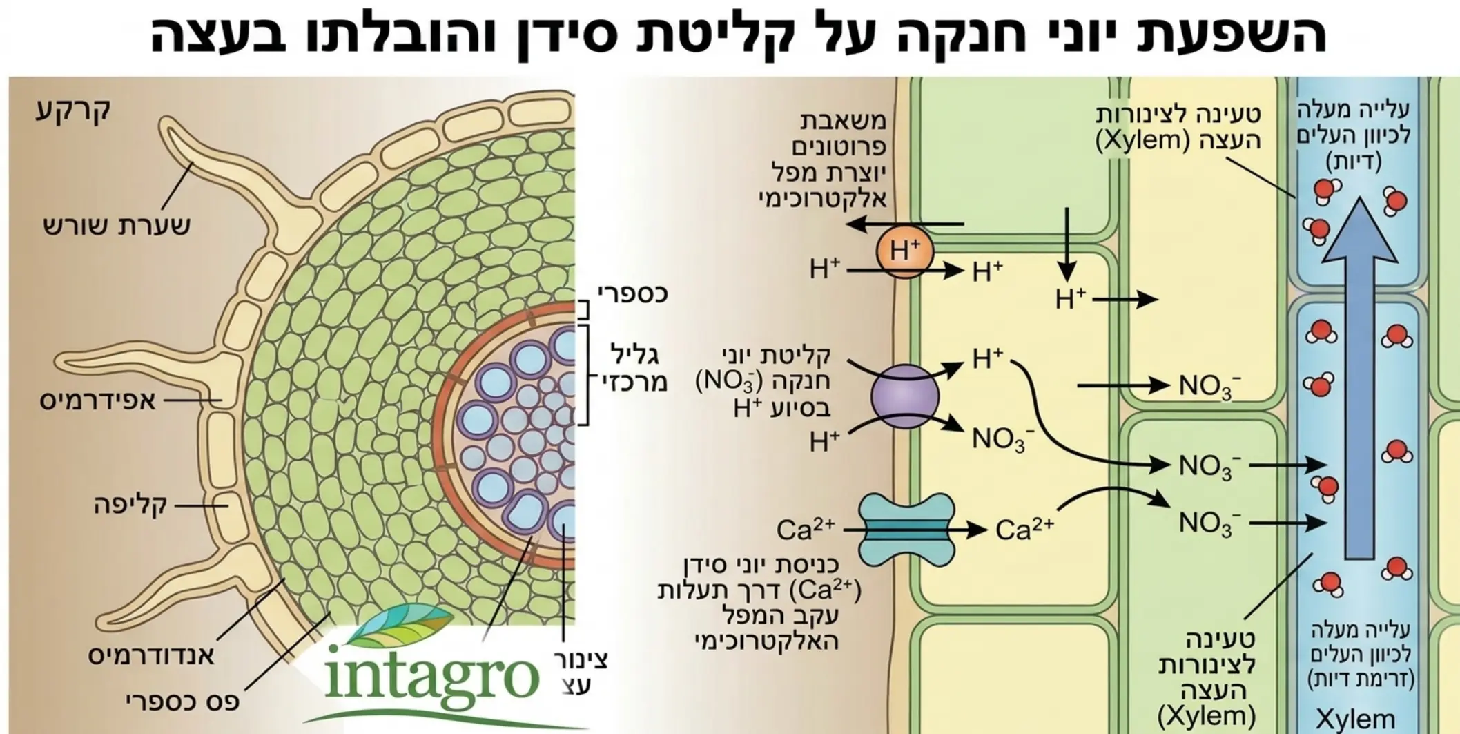 אינפוגרפיקה המציגה את חתך שורש הצמח וממחישה כיצד יוני החנקה מסייעים לשאיבת יוני הסידן מהקרקע אל תוך הצמח דרך צינורות העצה
