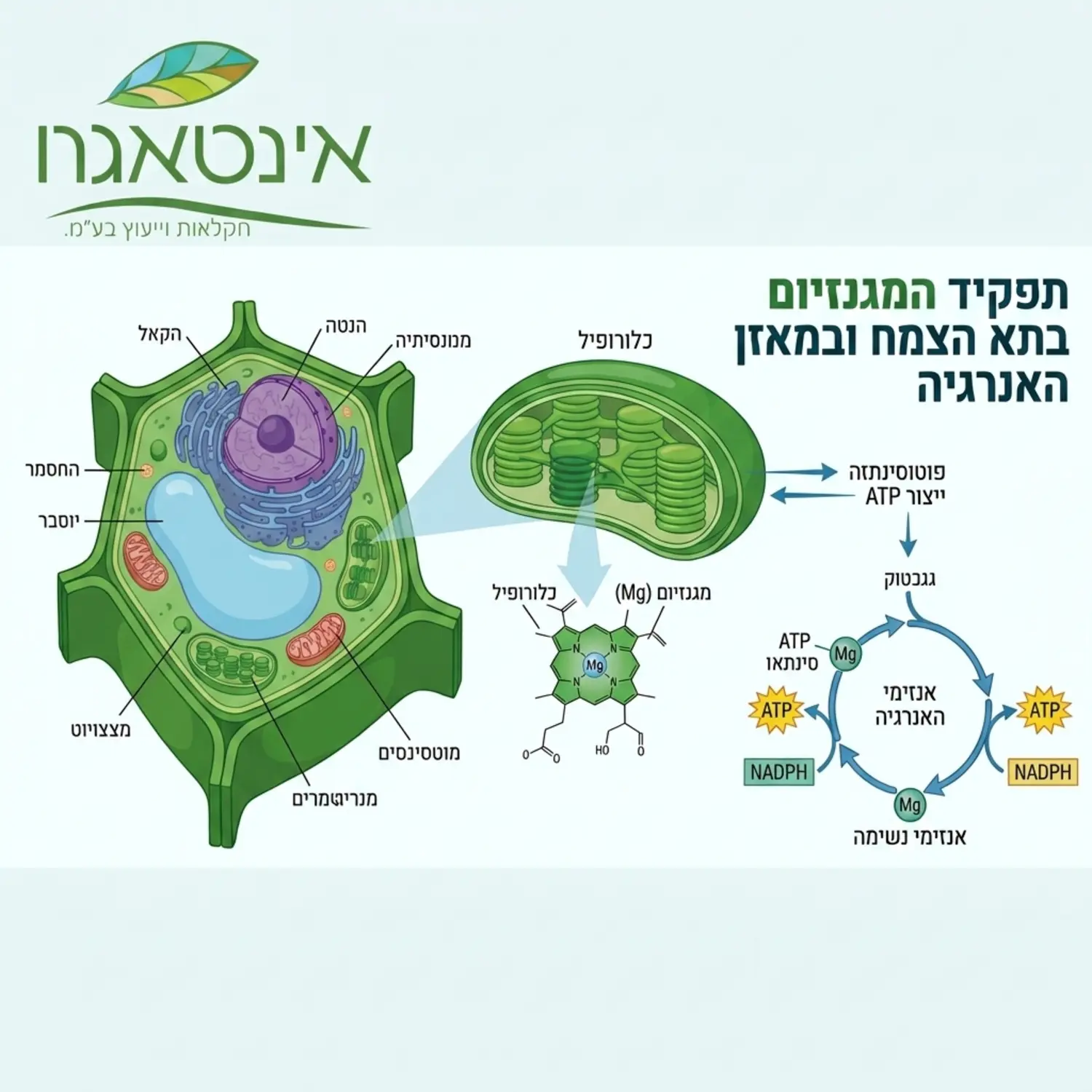 אינפוגרפיקה מקצועית המציגה את מבנה תא הצמח ואת תפקיד המגנזיום במרכז מולקולת הכלורופיל ובמעגל האנרגיה התאי