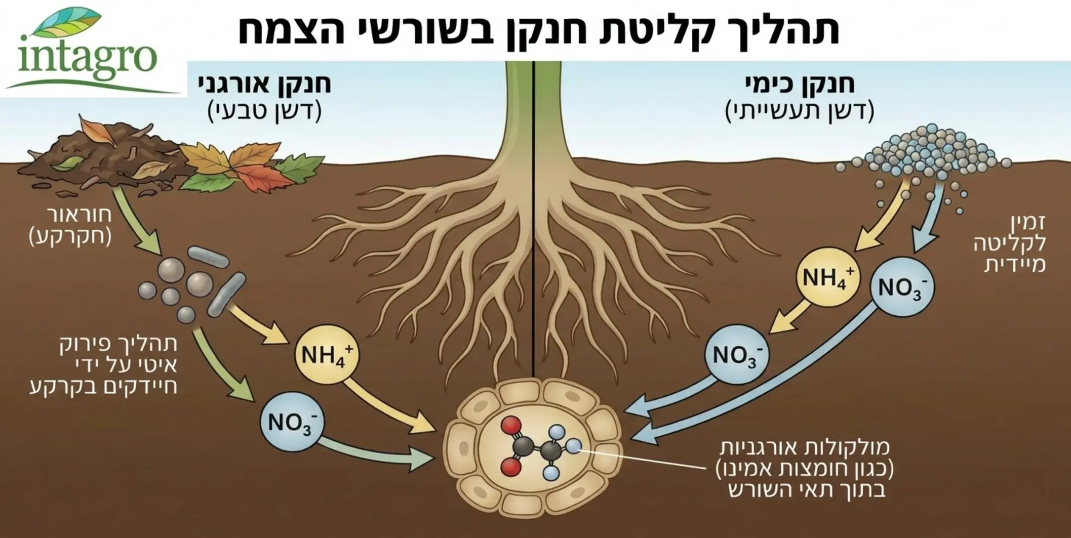 אינפוגרפיקה המציגה את תהליך קליטת החנקן בשורשי הצמח, כאשר בצד אחד מוצג חנקן ממקור אורגני העובר פירוק בקרקע על ידי חיידקים ובצד השני חנקן ממקור כימי הזמין לקליטה מיידית, כששני המסלולים מסתיימים באותה מולקולה בדיוק בתוך השורש